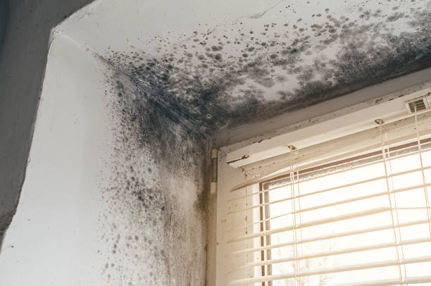 Affordable Commercial Mold Remediation solutions in Halethorpe, MD